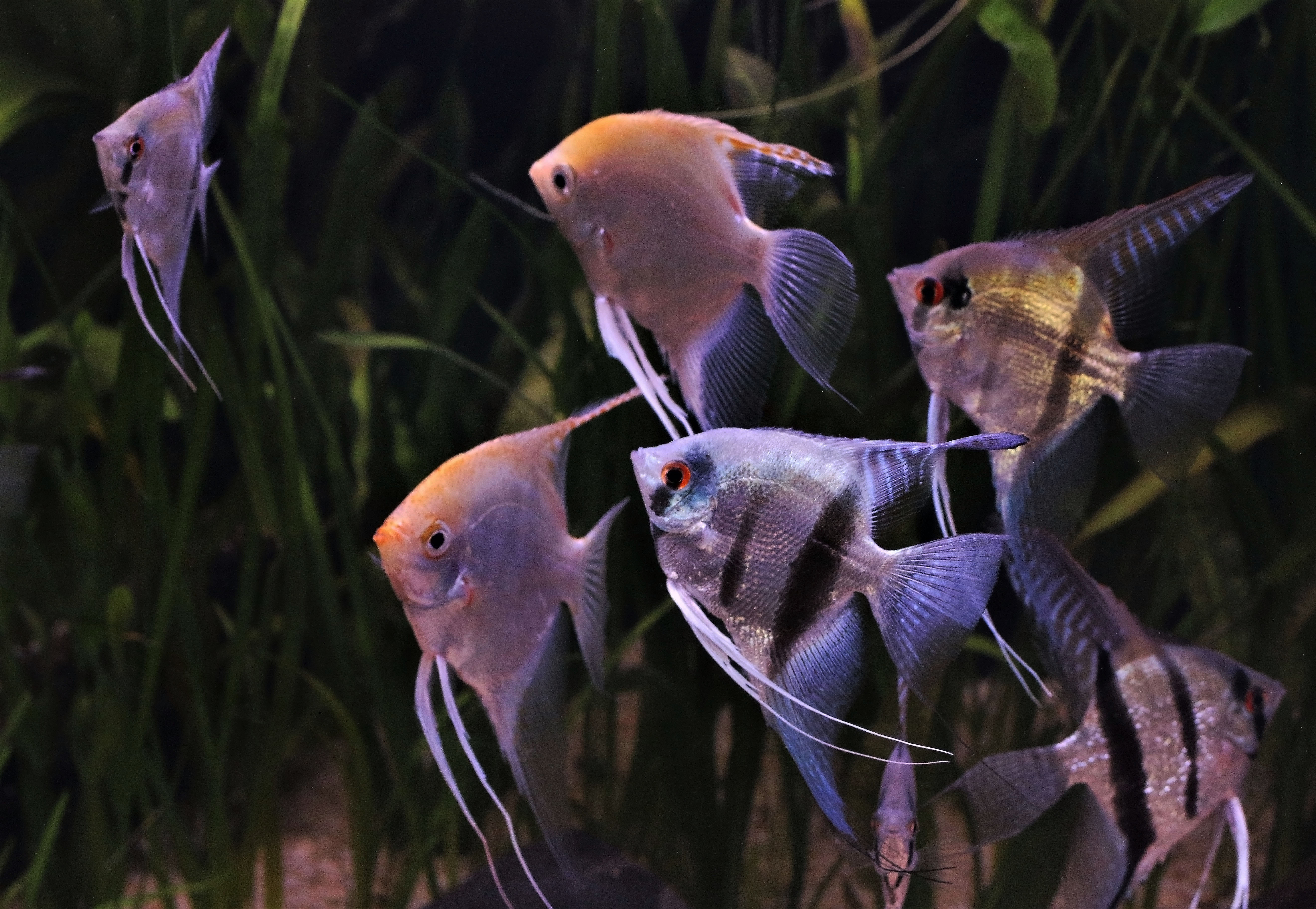 Several angelfish in a fish tank
