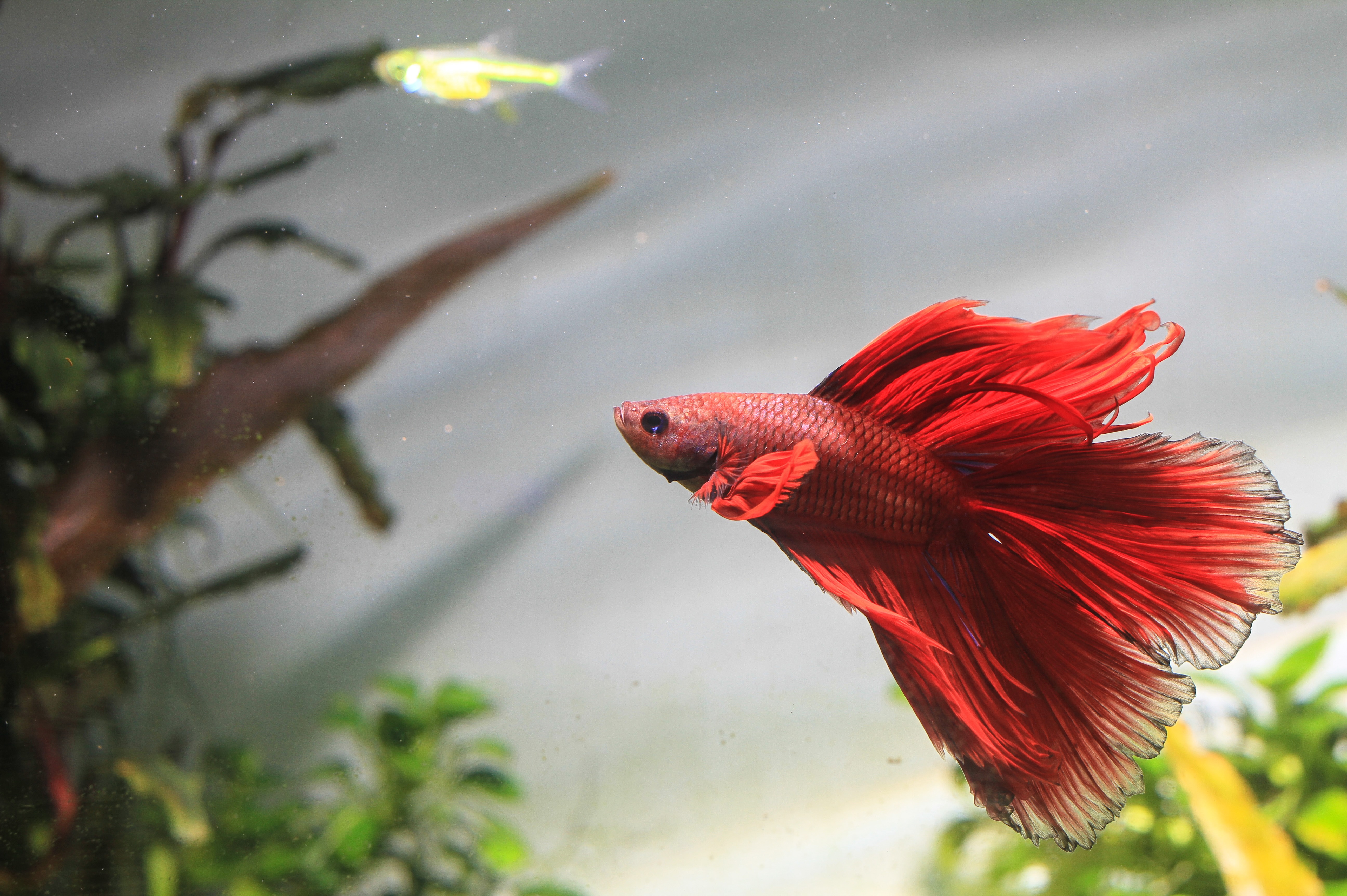 Betta Fish in a fish tank