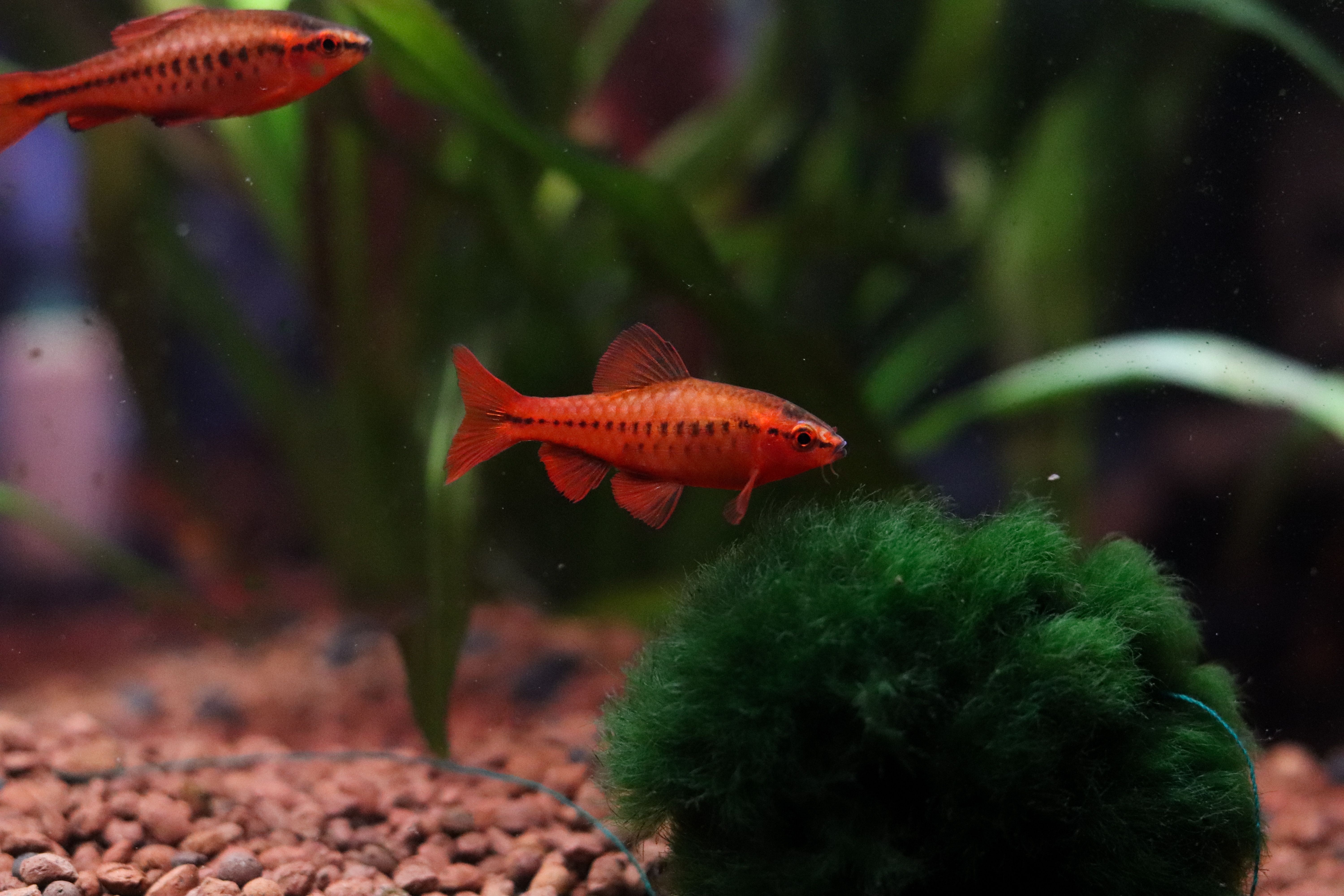 Cherry barb swimming