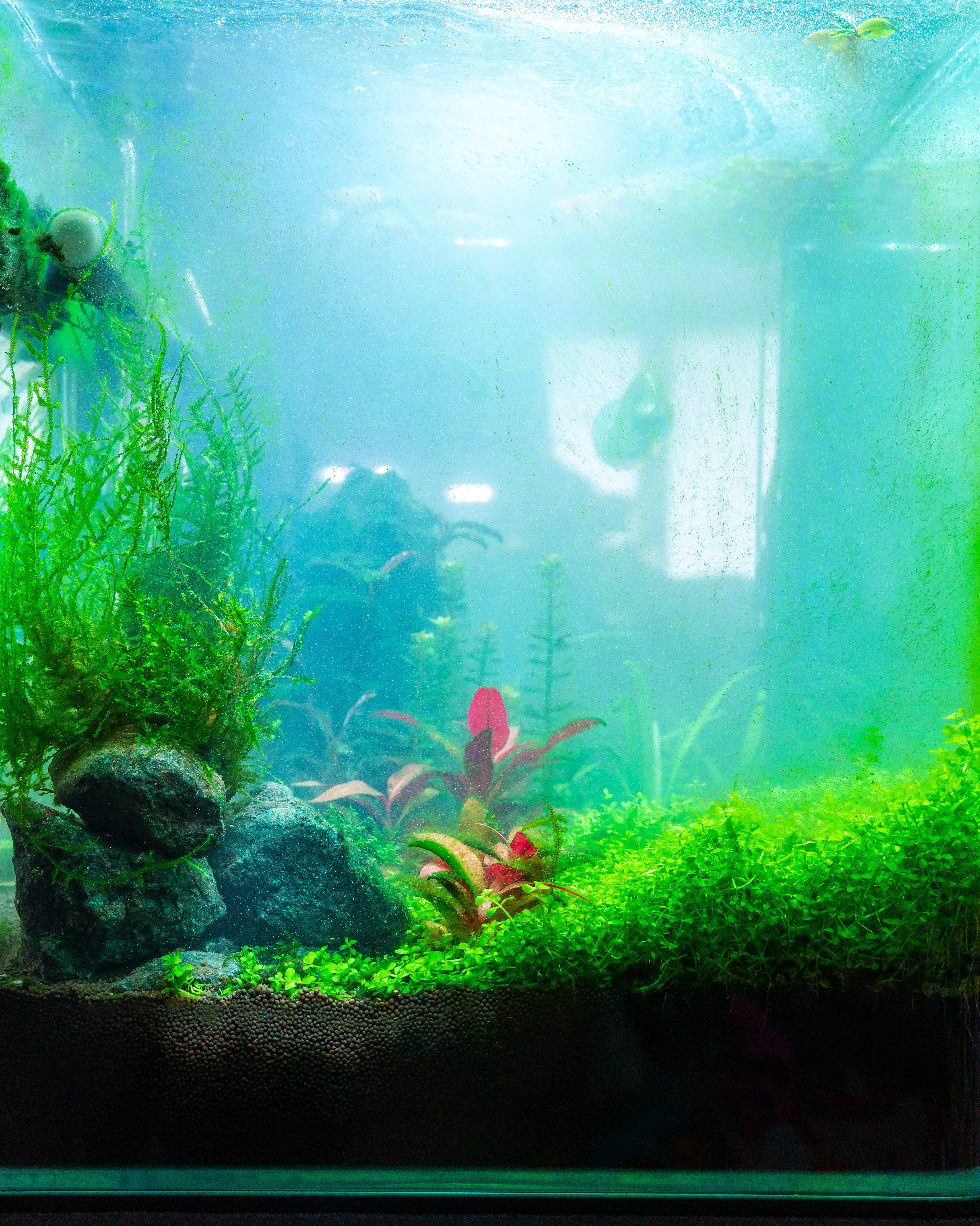 Fish tank with cloudy water
