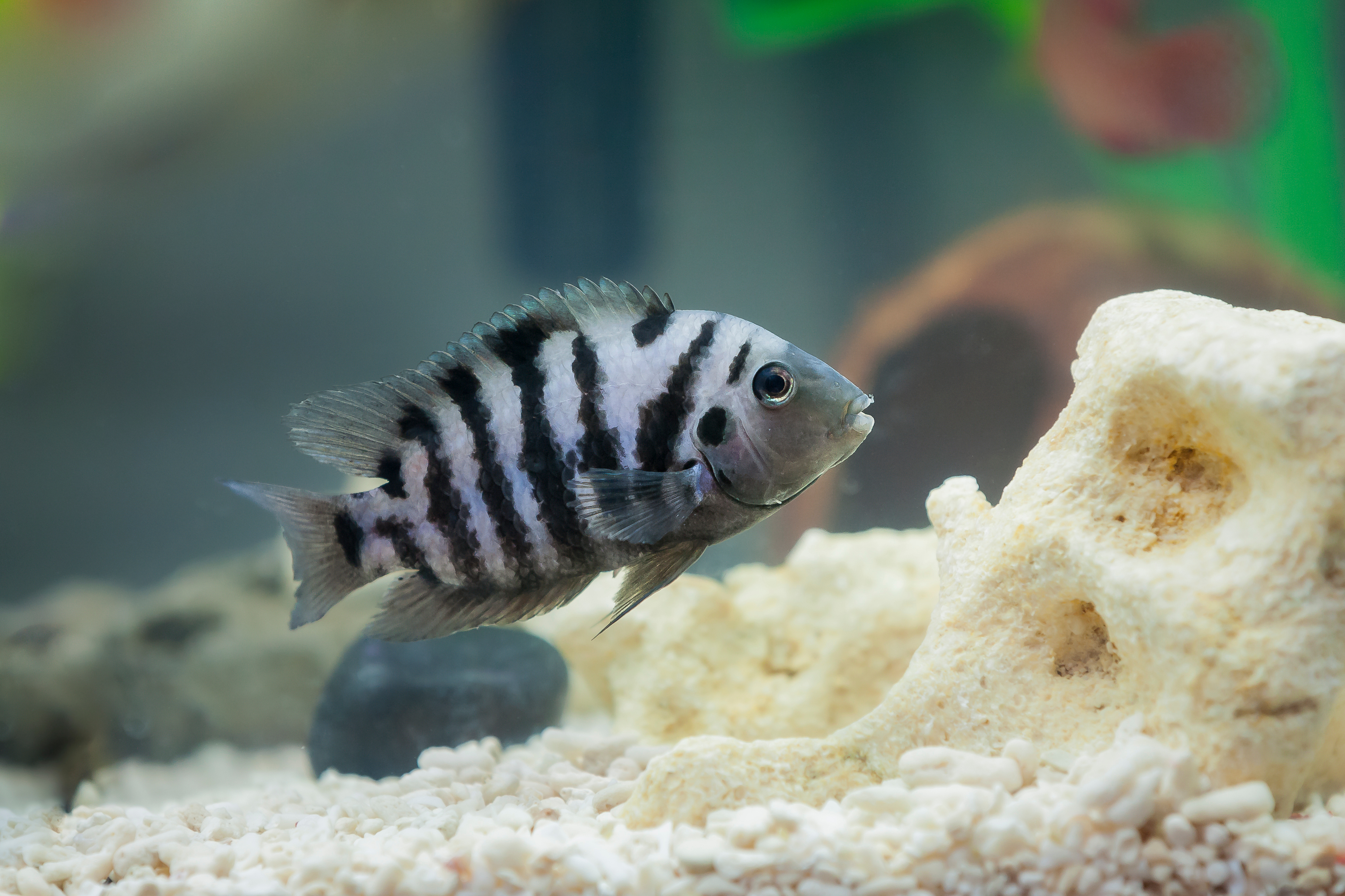 Convict Cichlid in a fish tank
