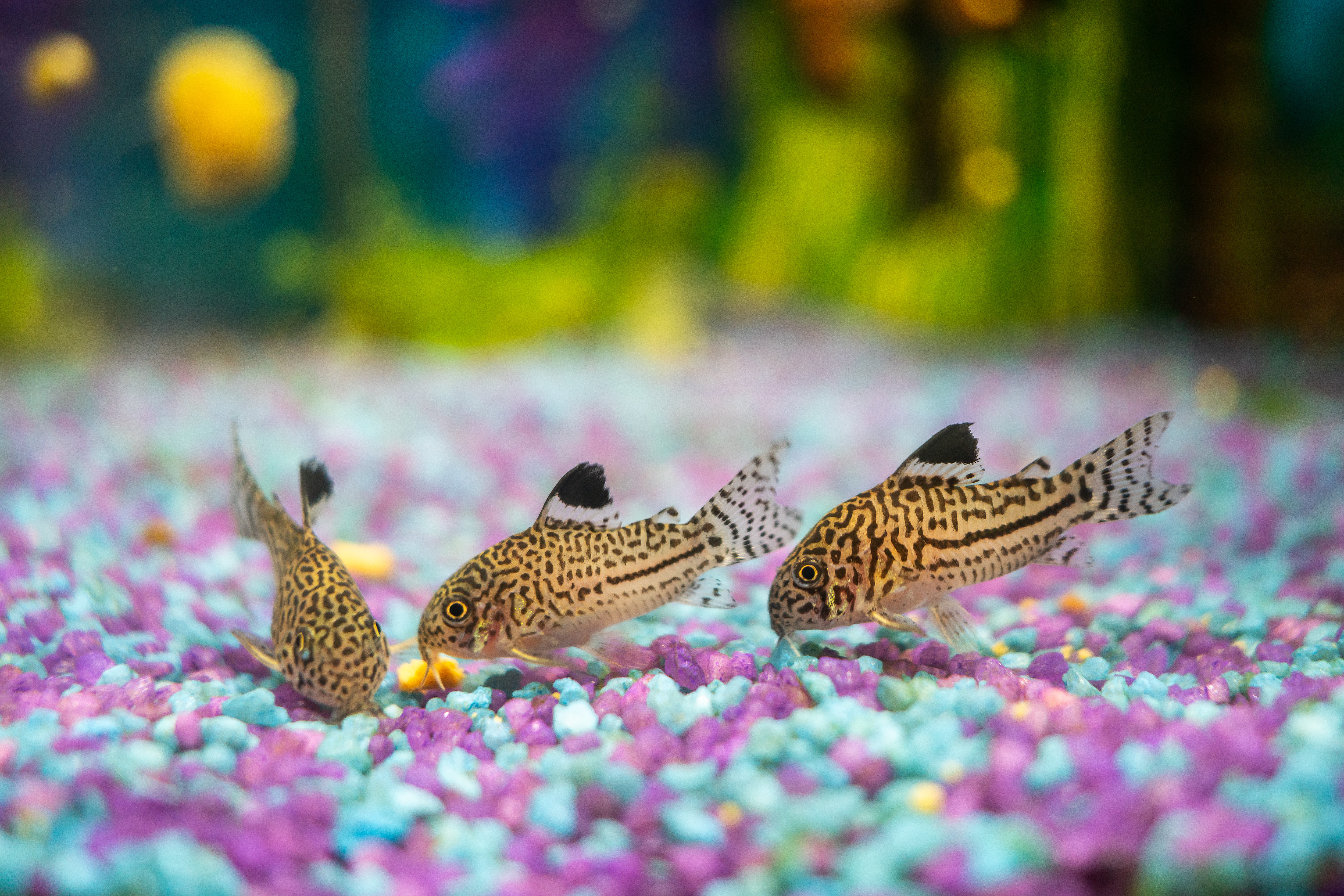 Three corydoras catfish on the bottom of a fish tank