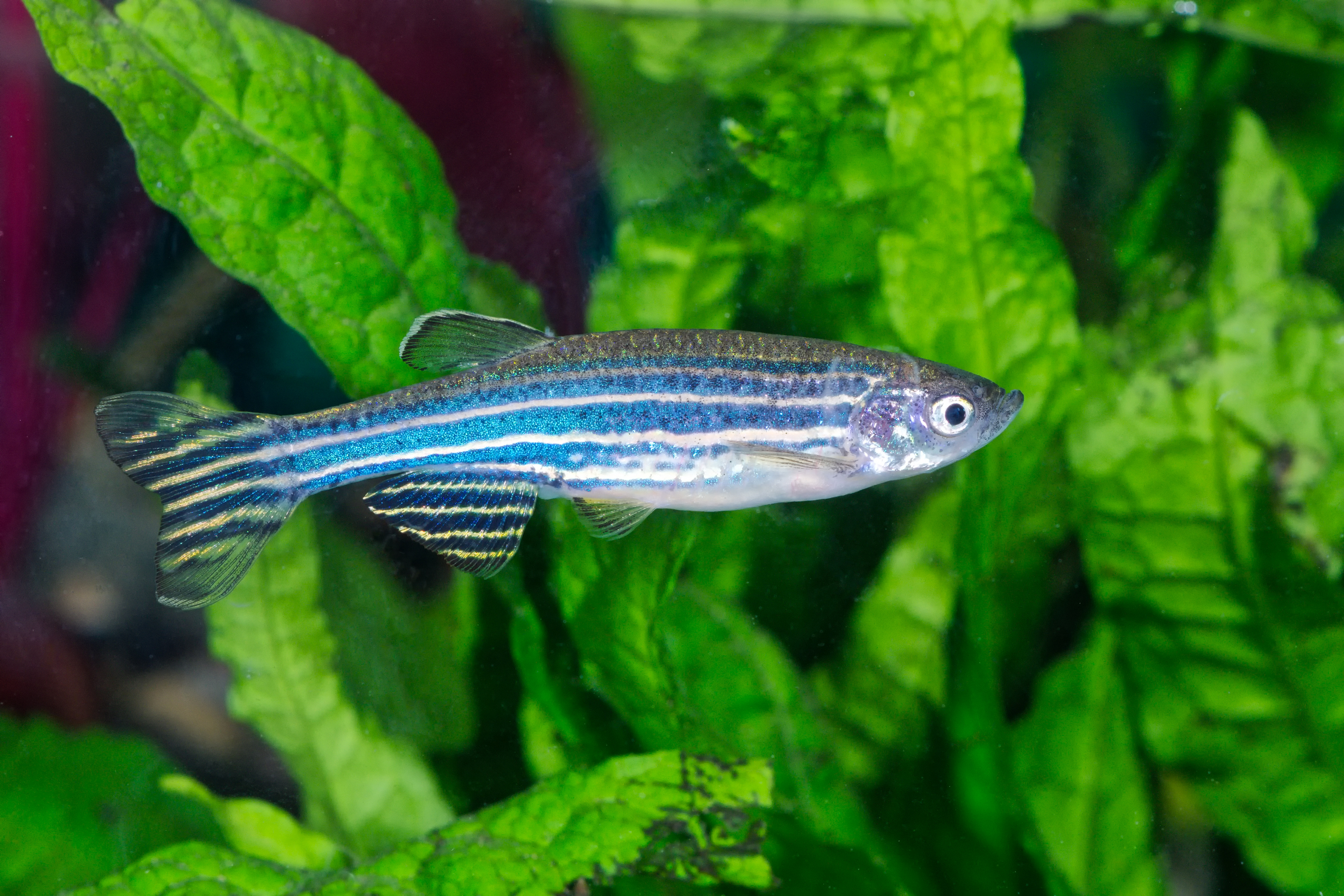 Zebra danio in a fish tank