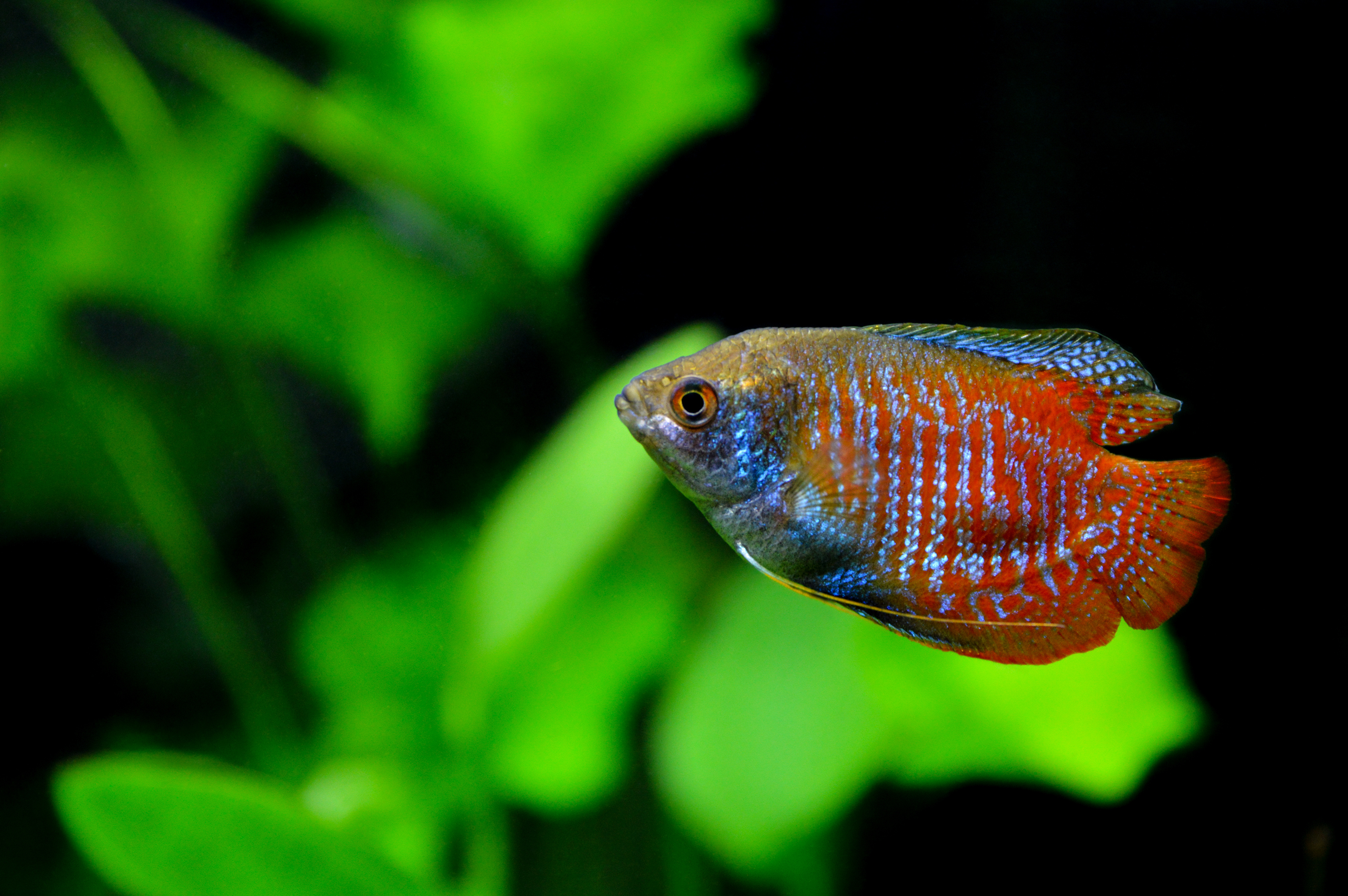 Dwarf gourami swimming in a fish tank