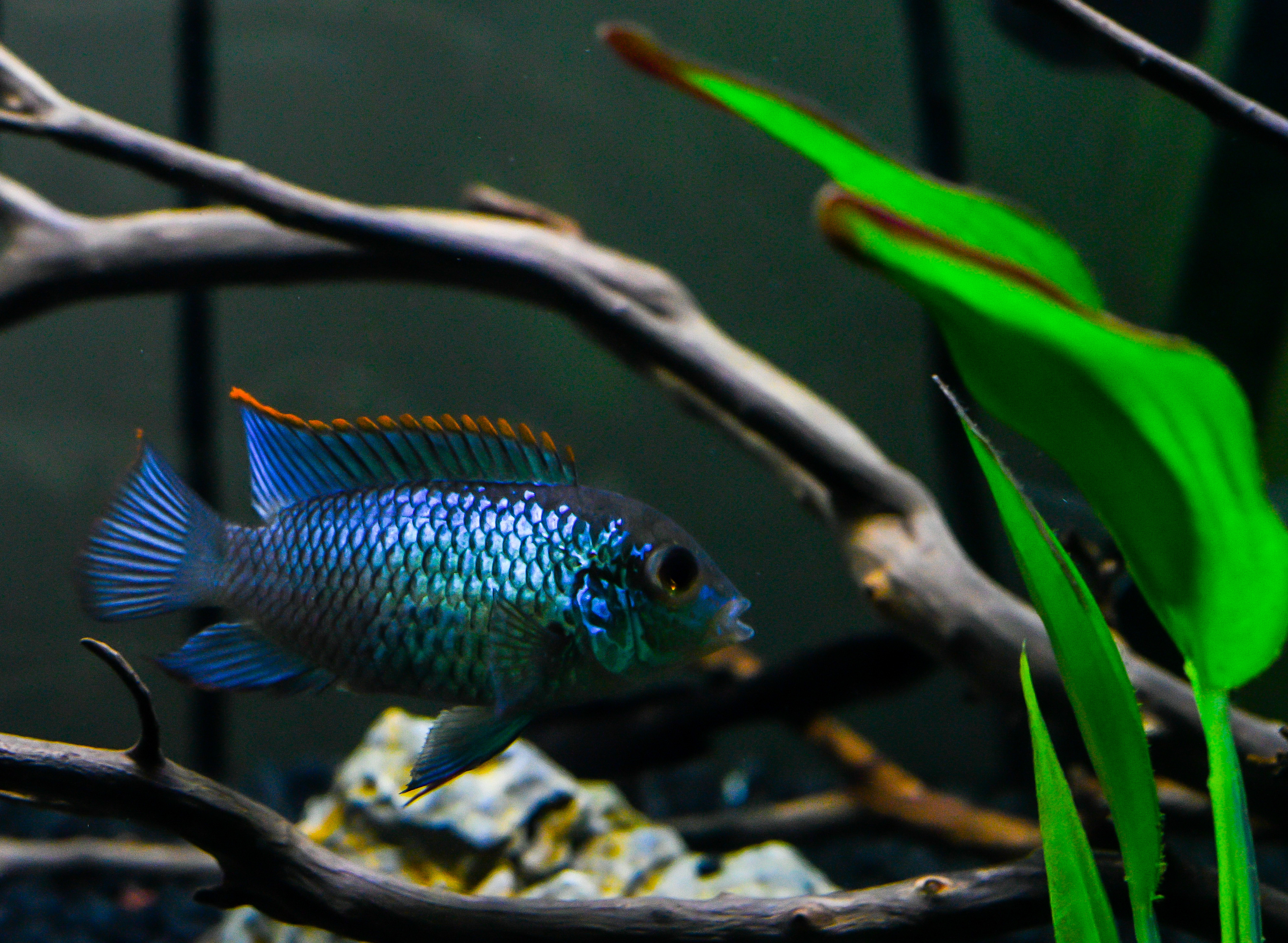 Electric Blue Acara in a fish tank