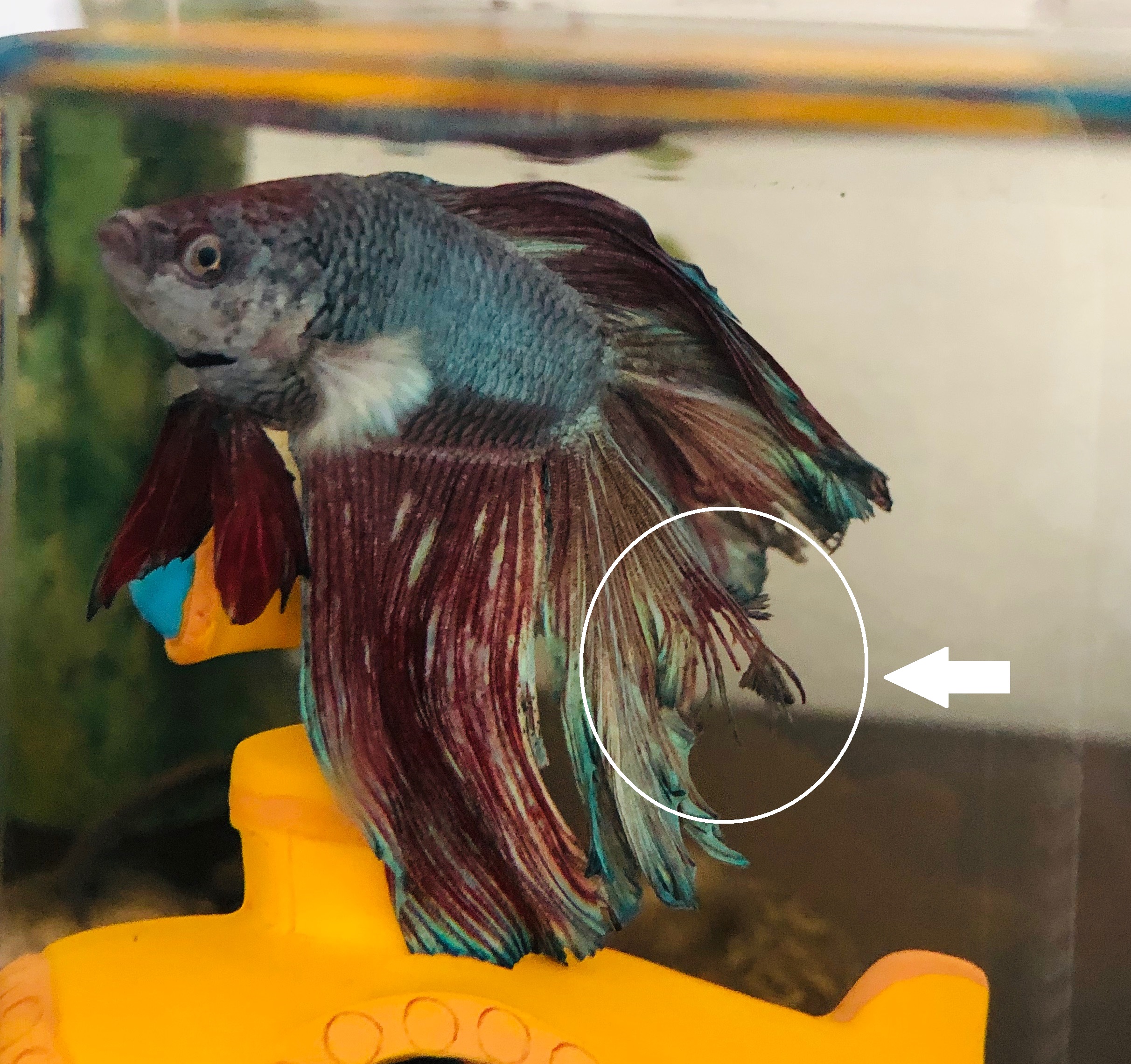 Fin rot on a betta fish