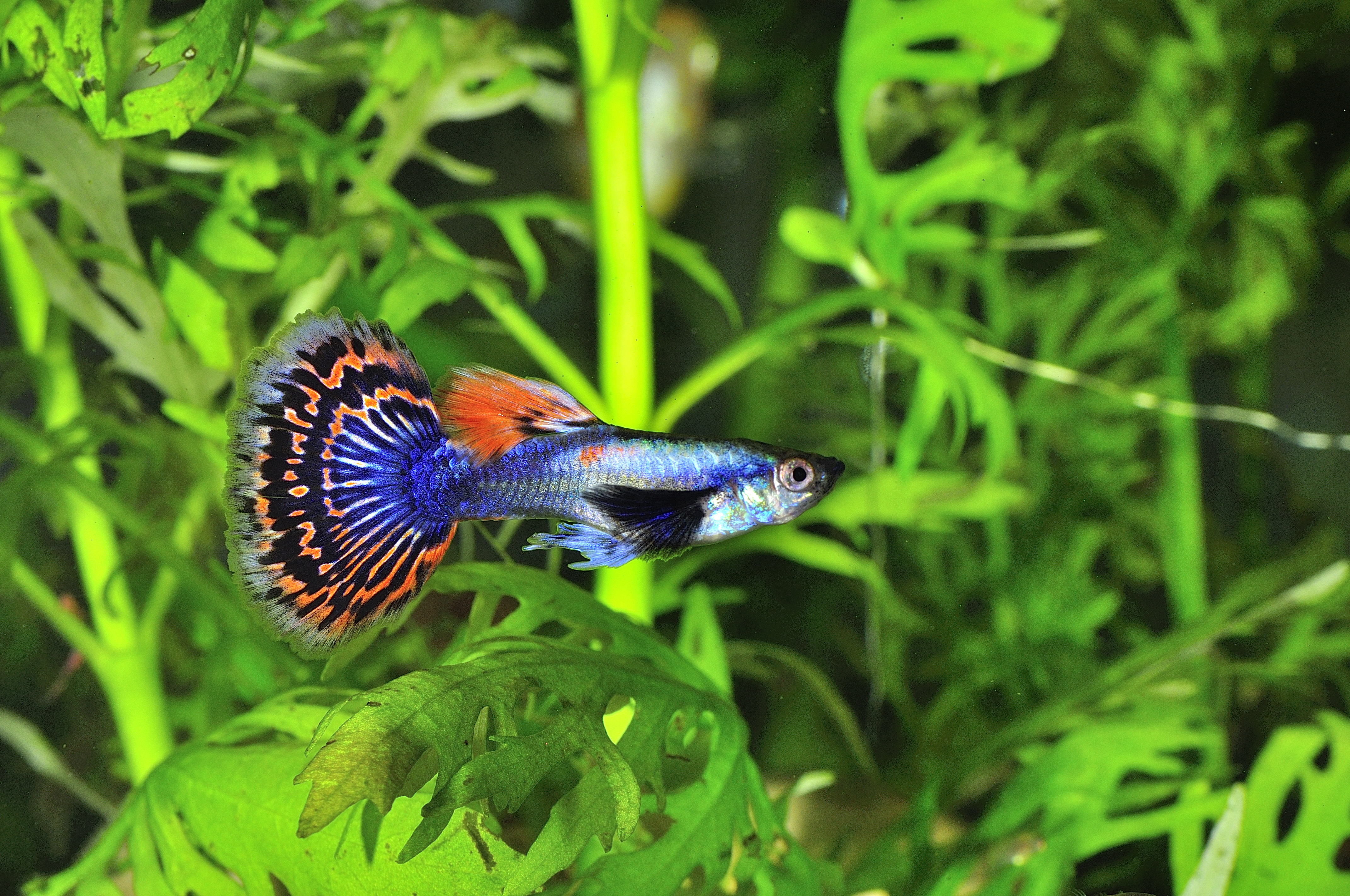 Guppy in a fish tank