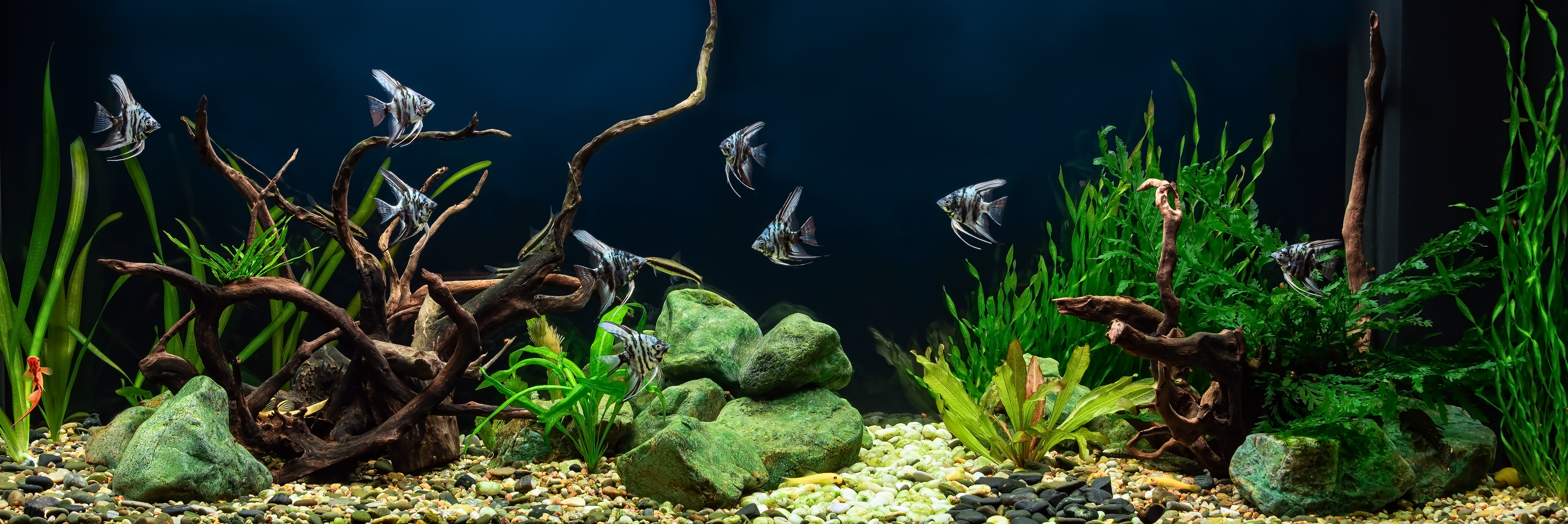 Fish swimming in a fish tank filled with plants and drift wood