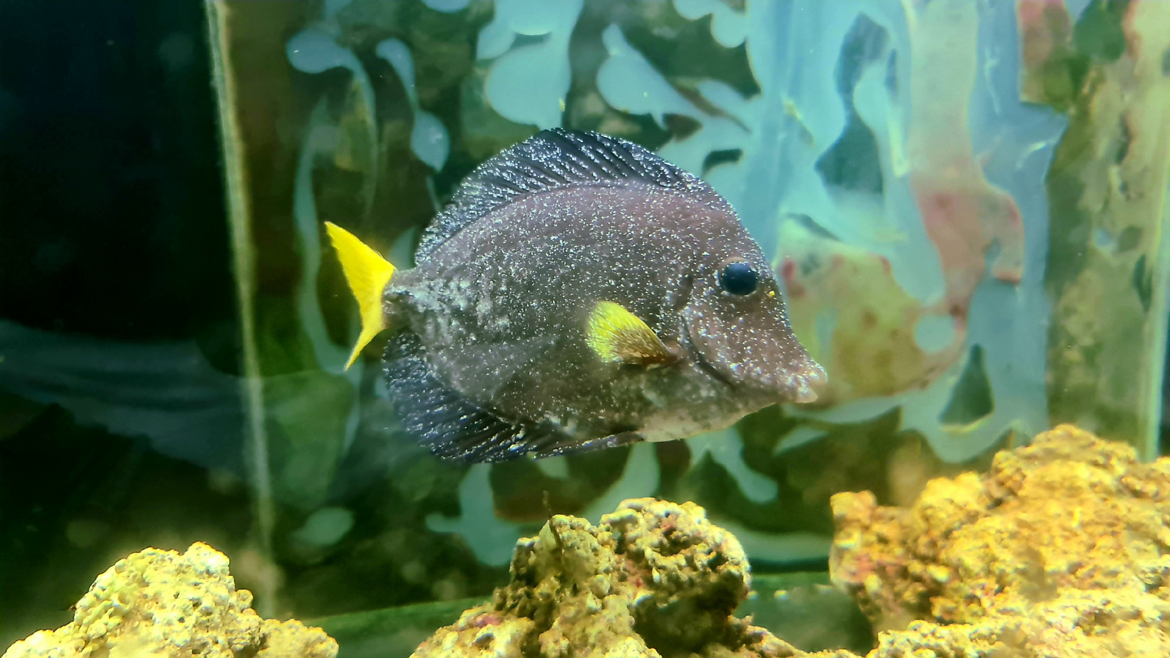 White spots from ich on a fish