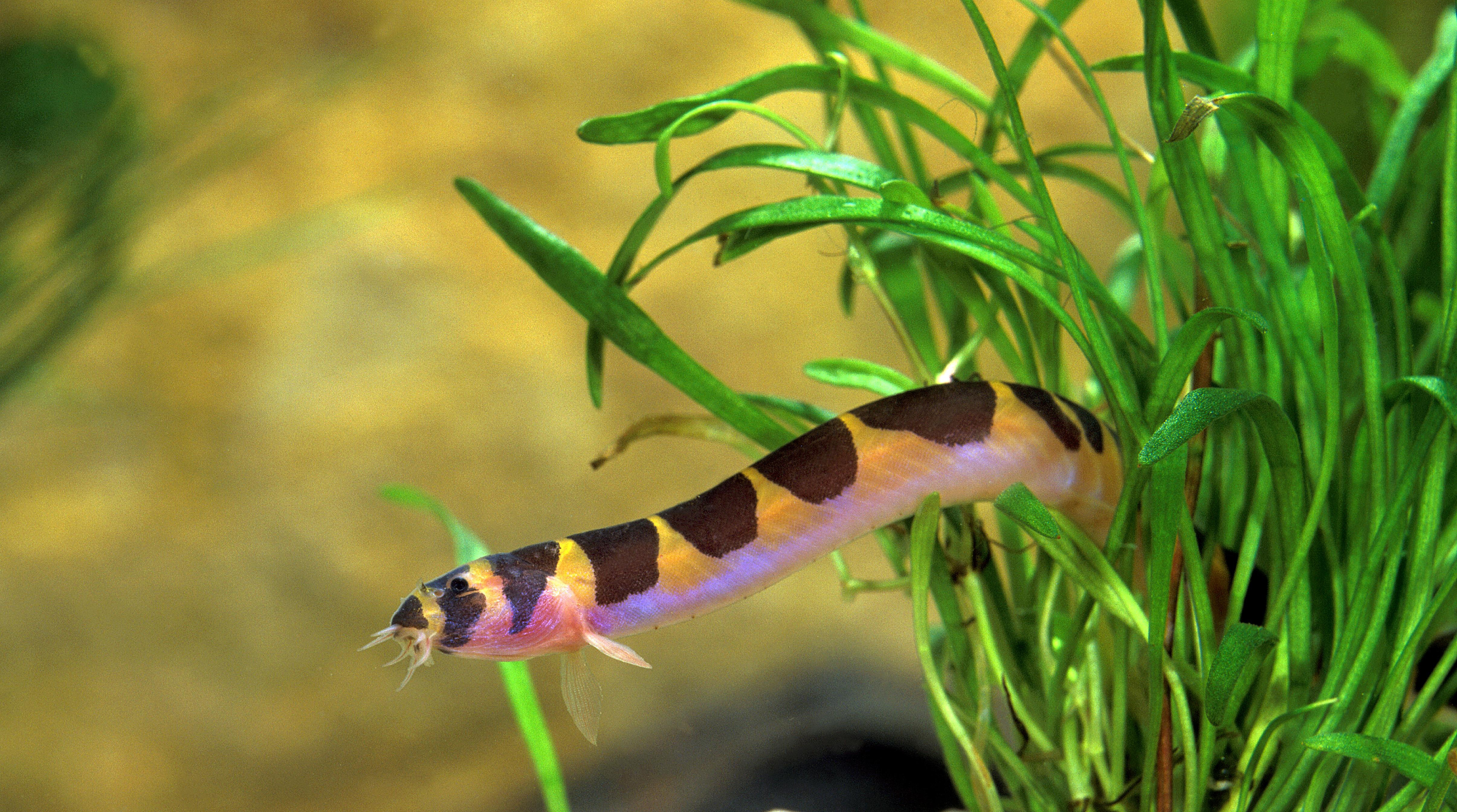 Kuhli loach in a fish tank