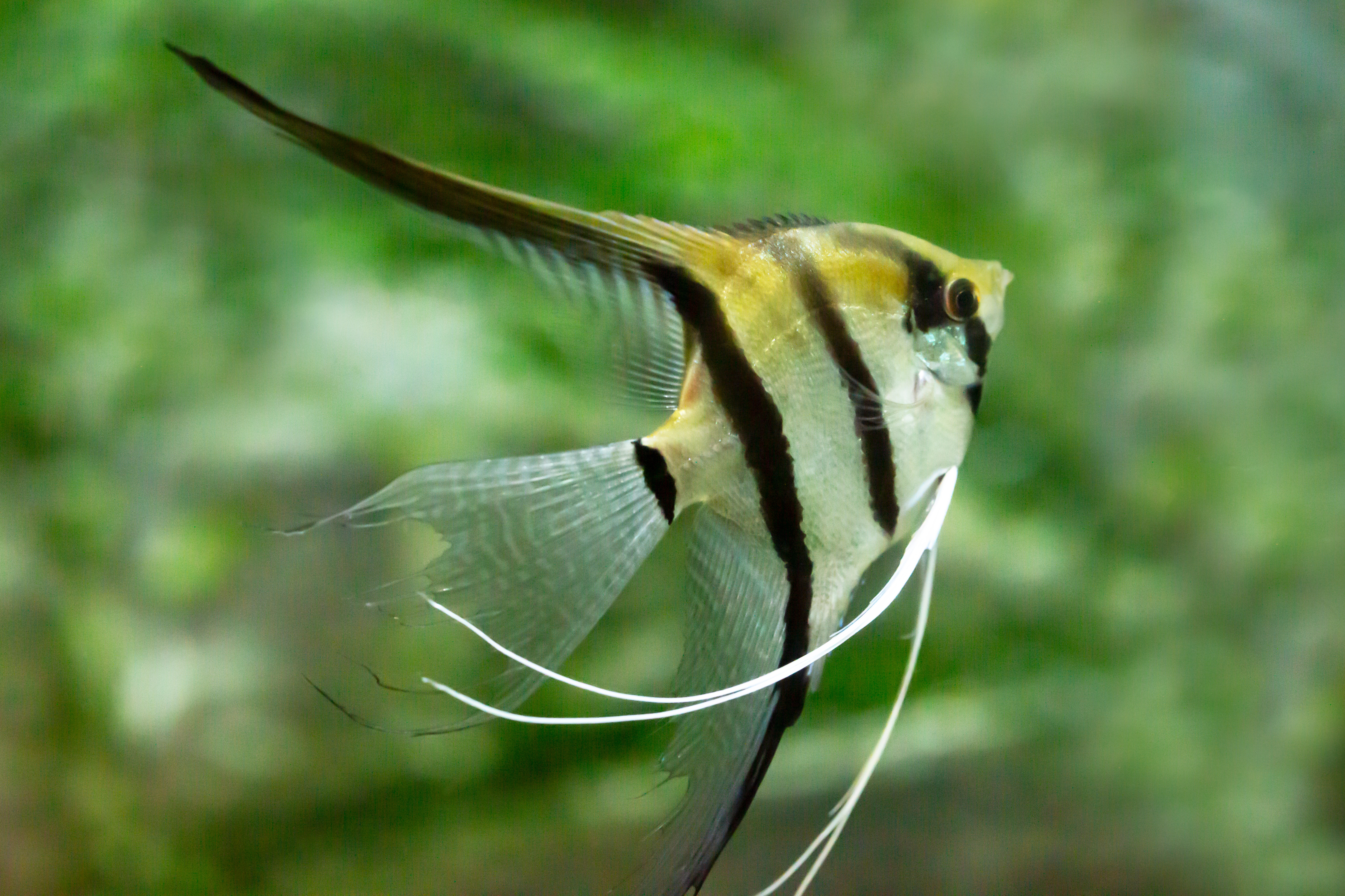 Angelfish with nipped fins
