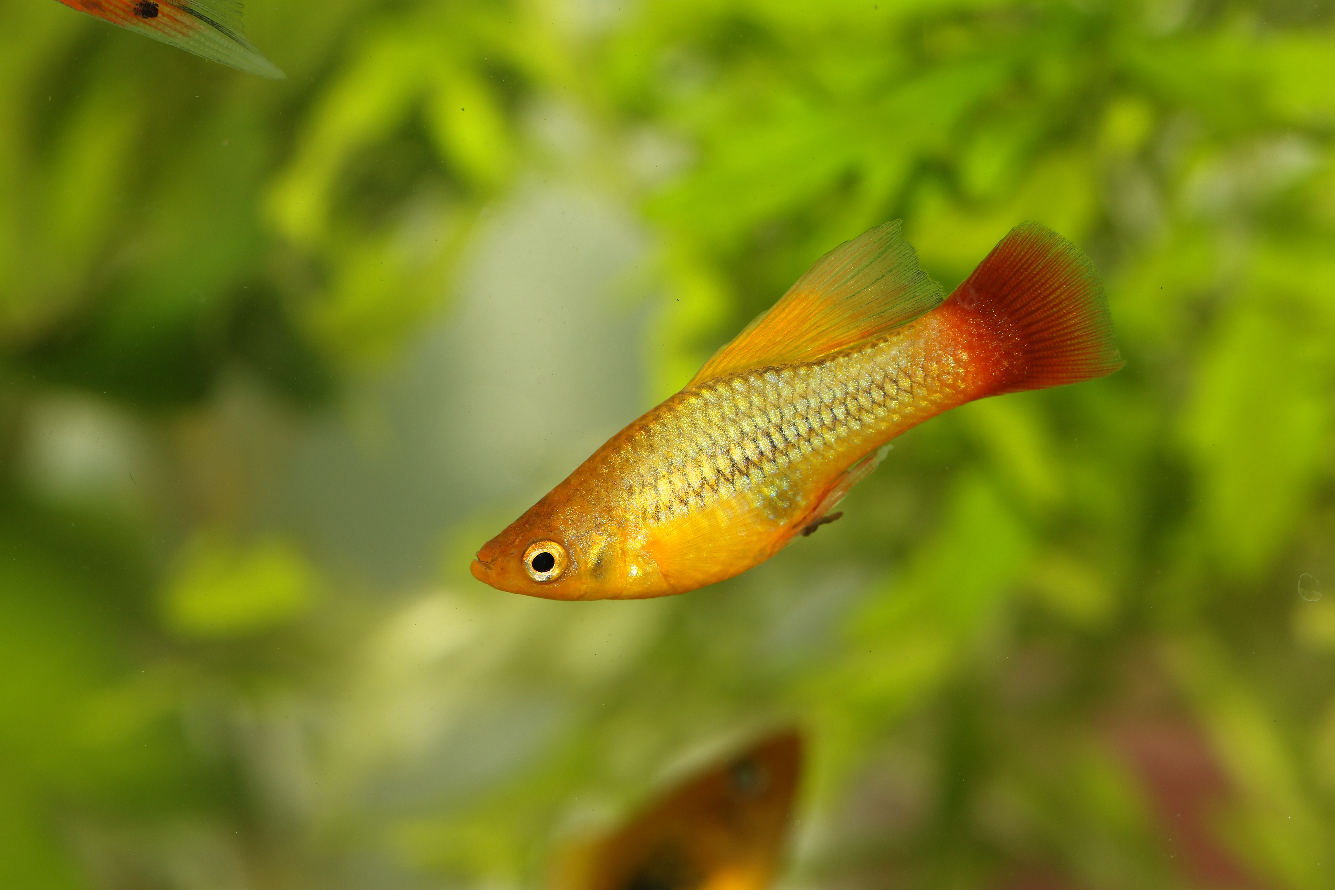 Platy fish in a fish tank