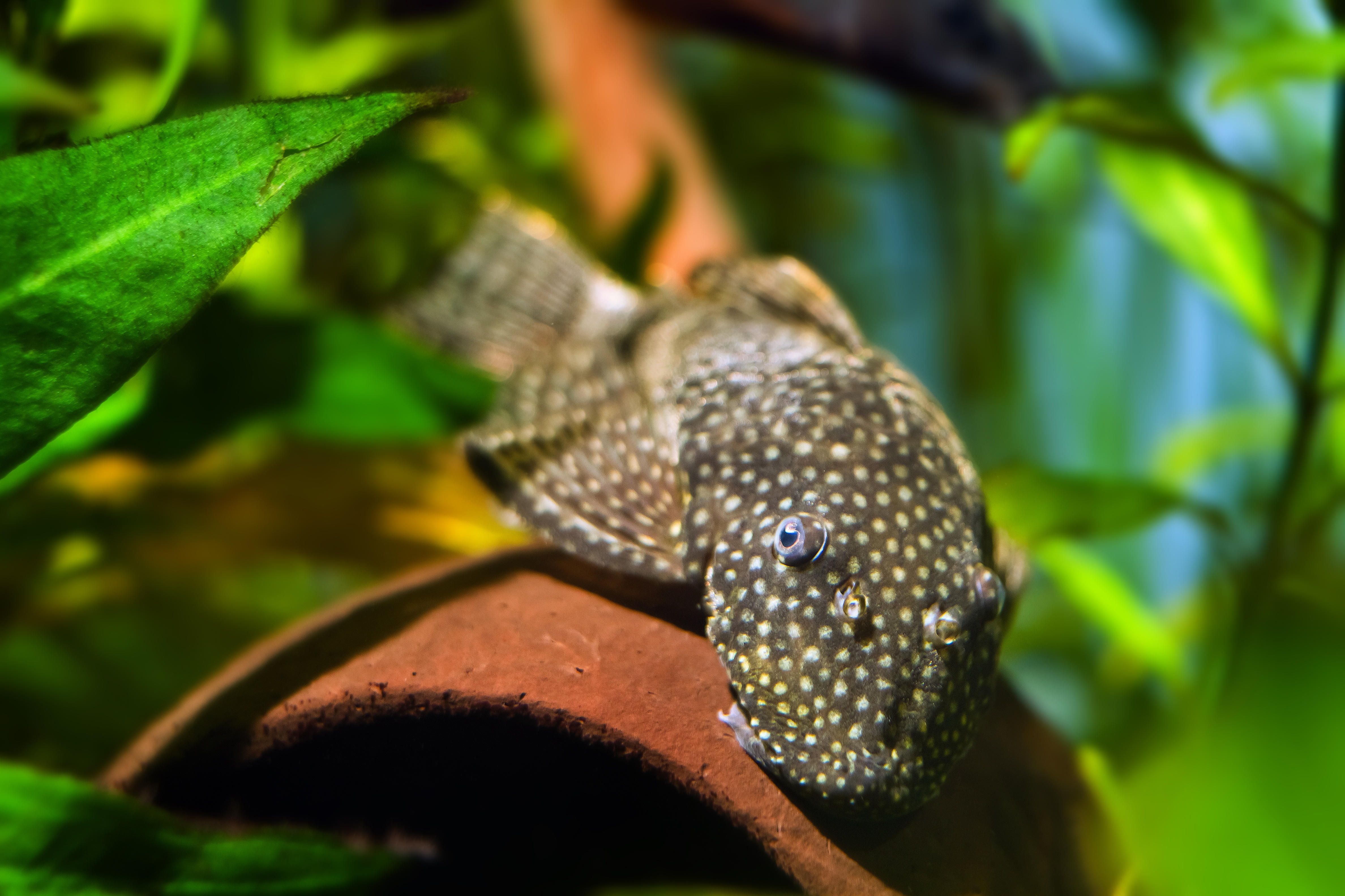 Pleco fish on a coconut shell in a fish tank