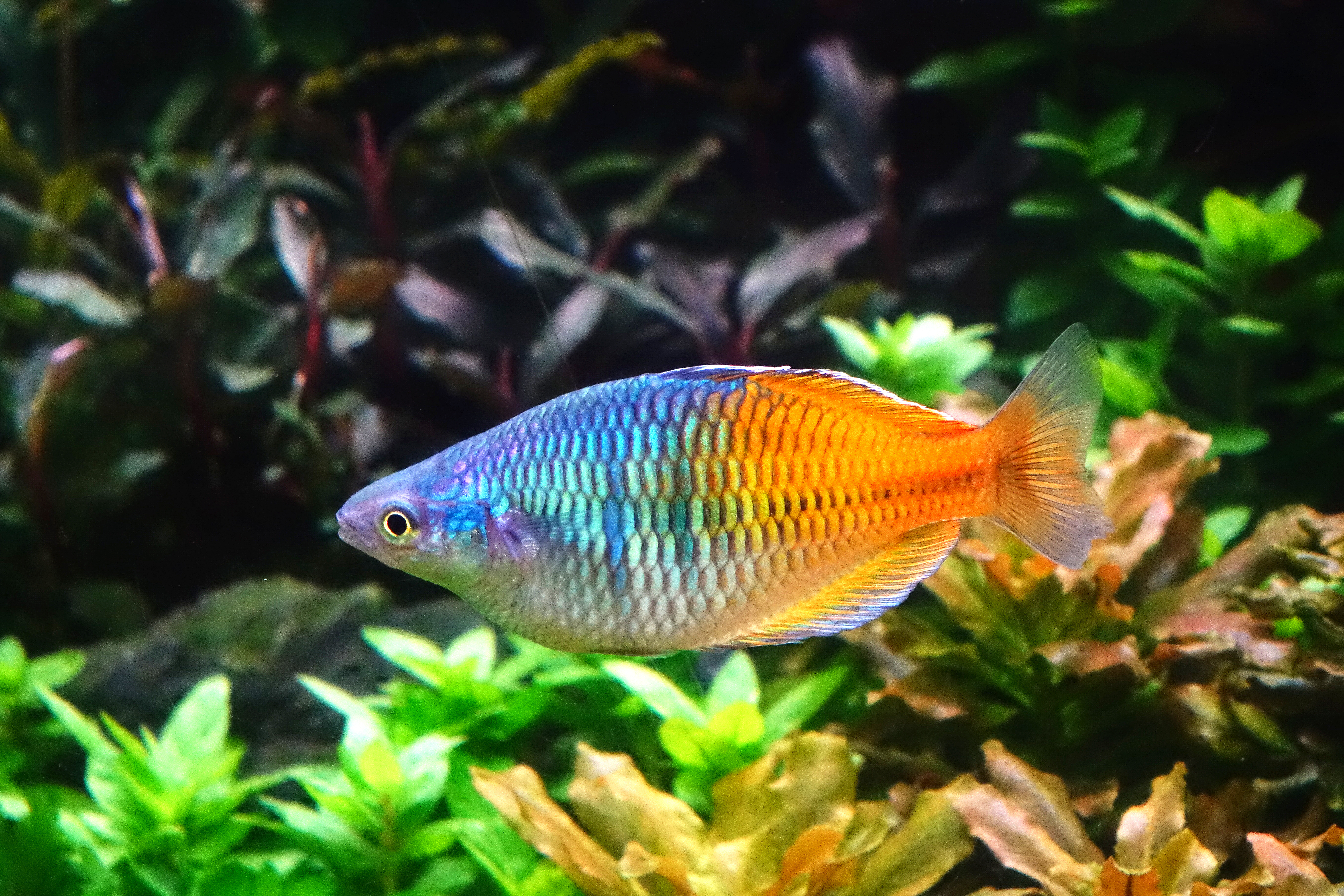 Rainbowfish in fish tank