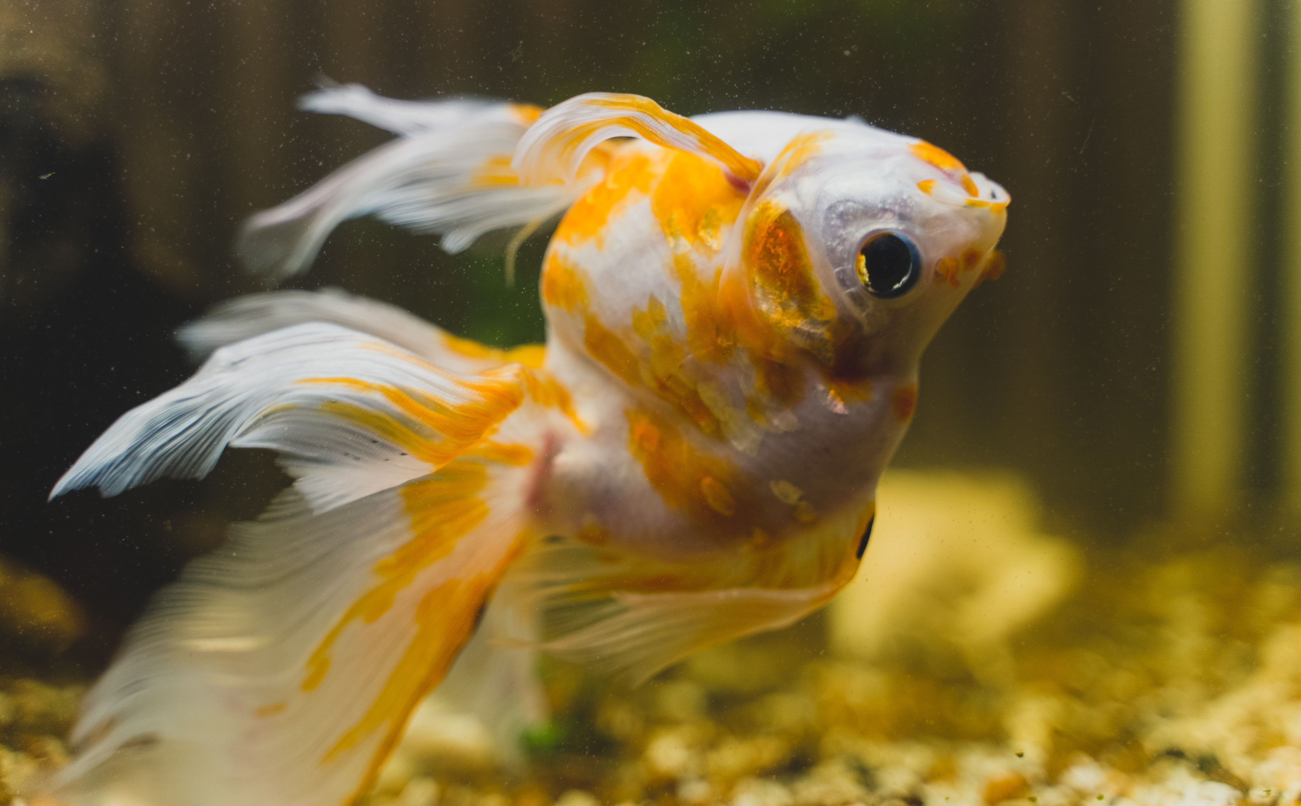 Fish swimming upside down because of swim bladder
