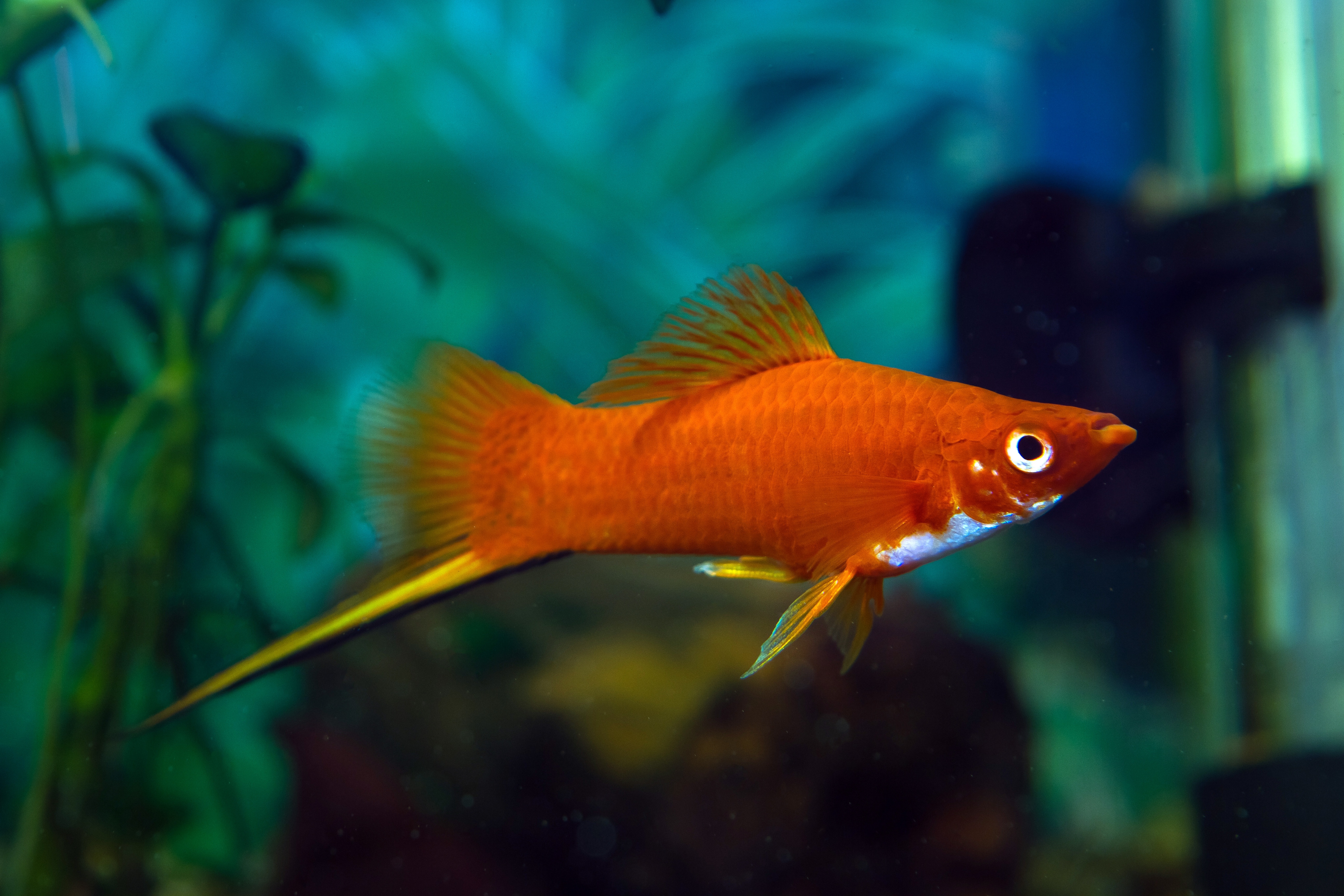 Swordtail fish in a fish tank
