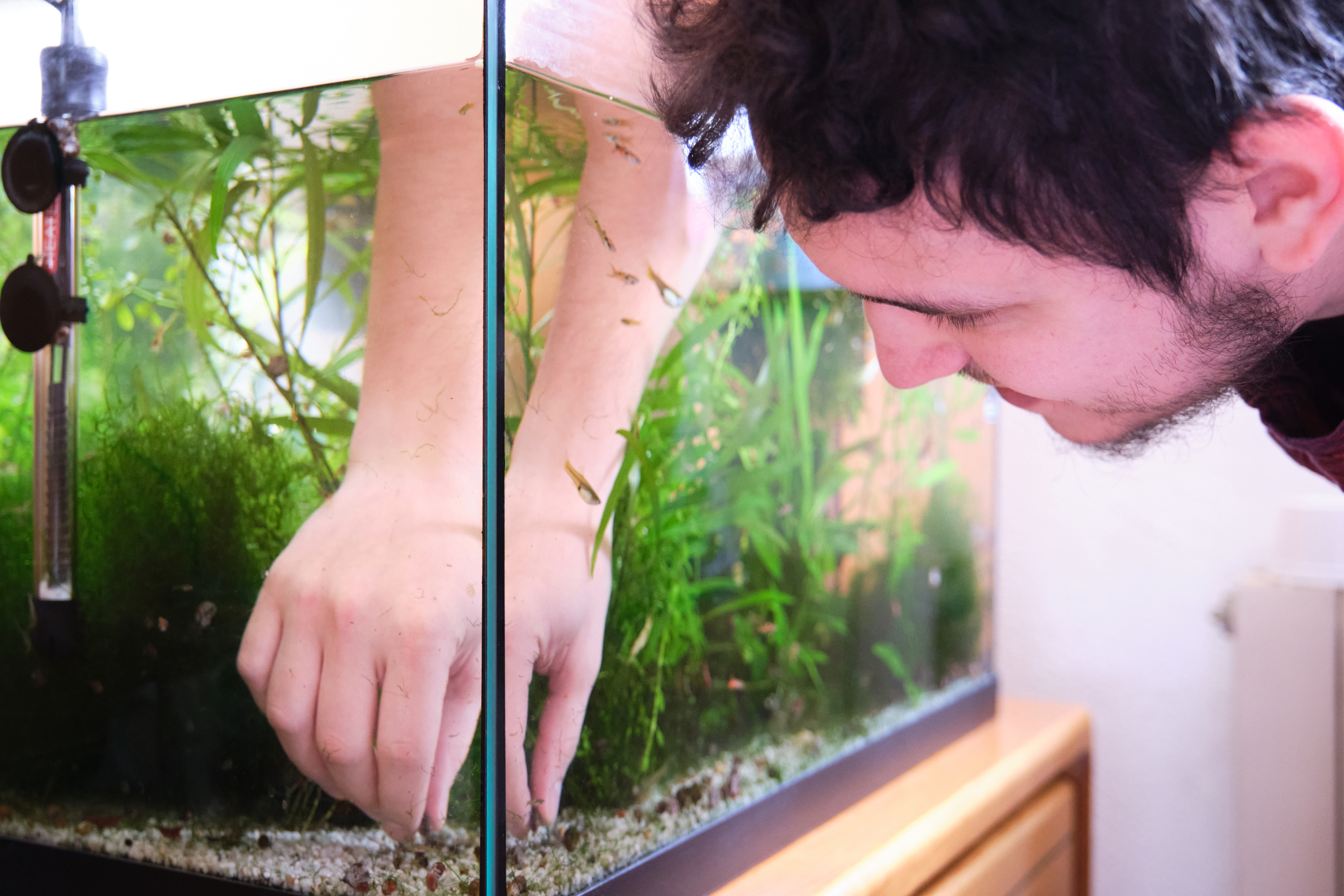 Person decorating a fish tank